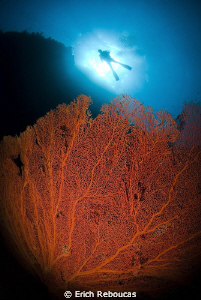 Giant gorgonian and diver by Erich Reboucas 